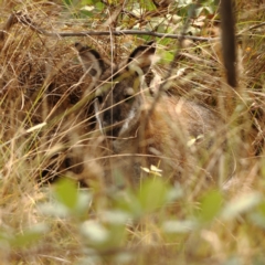 Notamacropus rufogriseus (Red-necked Wallaby) at Denman Prospect, ACT - 13 Mar 2024 by Trevor