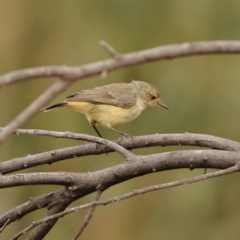 Acanthiza reguloides (Buff-rumped Thornbill) at West Stromlo - 13 Mar 2024 by MichaelWenke