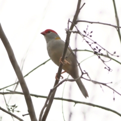 Neochmia temporalis (Red-browed Finch) at West Stromlo - 13 Mar 2024 by MichaelWenke