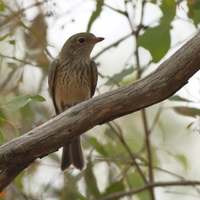 Pachycephala rufiventris (Rufous Whistler) at West Stromlo - 13 Mar 2024 by MichaelWenke