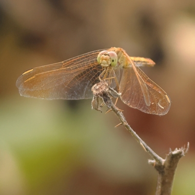 Diplacodes haematodes (Scarlet Percher) at West Stromlo - 13 Mar 2024 by Trevor