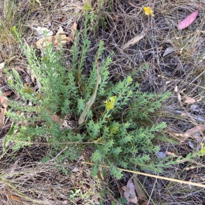 Pimelea curviflora var. sericea (Curved Riceflower) at Mount Majura - 13 Mar 2024 by waltraud