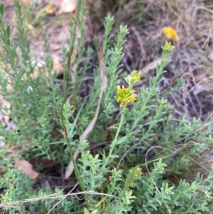 Pimelea curviflora var. sericea at Mount Majura - 13 Mar 2024 10:04 AM