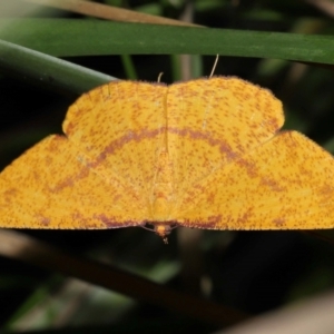 Eumelea rosalia at Capalaba, QLD - 10 Mar 2024