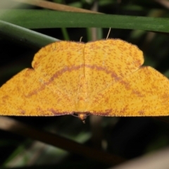 Eumelea rosalia (A Geometrid moth (Oenochrominae)) at Capalaba, QLD - 10 Mar 2024 by TimL