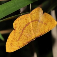 Eumelea rosalia at Capalaba, QLD - 10 Mar 2024