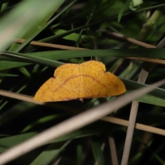 Eumelea rosalia at Capalaba, QLD - 10 Mar 2024