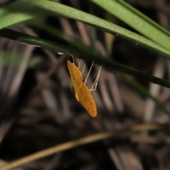 Eumelea rosalia at Capalaba, QLD - 10 Mar 2024