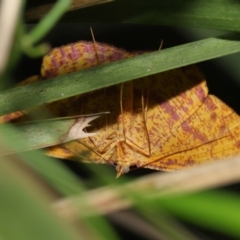 Eumelea rosalia at Capalaba, QLD - 10 Mar 2024