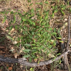 Pistacia chinensis at Mount Majura - 13 Mar 2024