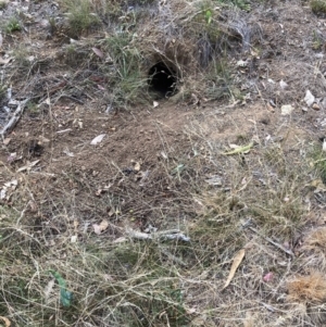 Oryctolagus cuniculus at Mount Majura - 13 Mar 2024