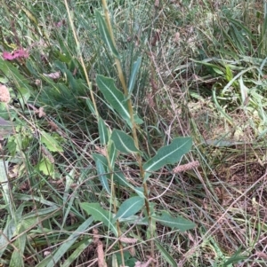 Lactuca serriola at Mount Majura - 13 Mar 2024