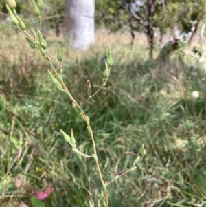 Lactuca serriola at Mount Majura - 13 Mar 2024