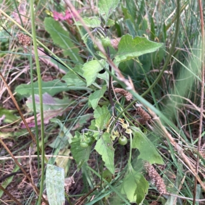 Solanum nigrum (Black Nightshade) at Mount Majura - 13 Mar 2024 by waltraud