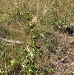 Solanum nigrum at Mount Majura - 13 Mar 2024