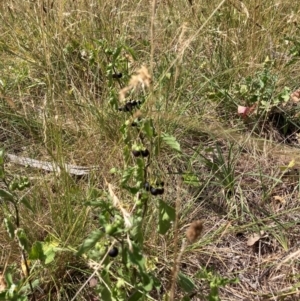 Solanum nigrum at Mount Majura - 13 Mar 2024