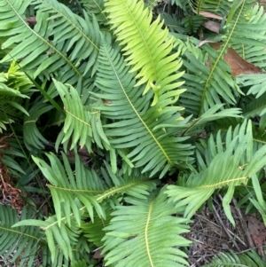 Blechnum nudum at QPRC LGA - 13 Mar 2024 01:58 PM