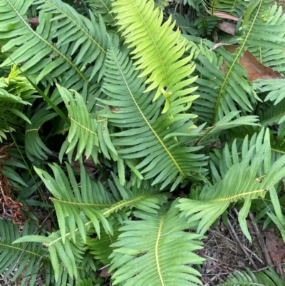 Blechnum nudum (Fishbone Water Fern) at QPRC LGA - 13 Mar 2024 by JaneR