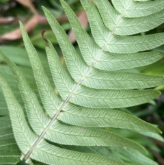 Blechnum nudum at QPRC LGA - 13 Mar 2024 01:58 PM