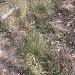 Nassella trichotoma (Serrated Tussock) at Mount Majura - 13 Mar 2024 by waltraud