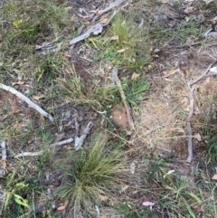 Nassella trichotoma (Serrated Tussock) at Watson, ACT - 13 Mar 2024 by waltraud