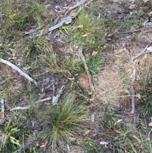 Nassella trichotoma at Mount Majura - 13 Mar 2024