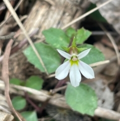 Lobelia purpurascens (White Root) at Monga, NSW - 13 Mar 2024 by JaneR