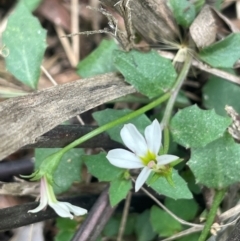 Lobelia purpurascens at Monga National Park - 13 Mar 2024