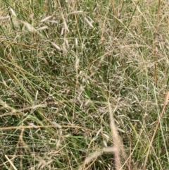 Eragrostis (genus) (A Lovegrass) at Mount Majura - 13 Mar 2024 by waltraud