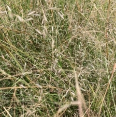 Eragrostis sp. (A Lovegrass) at Watson, ACT - 13 Mar 2024 by waltraud