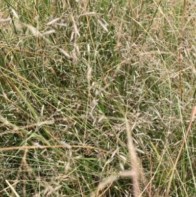 Eragrostis sp. (A Lovegrass) at Watson, ACT - 13 Mar 2024 by waltraud