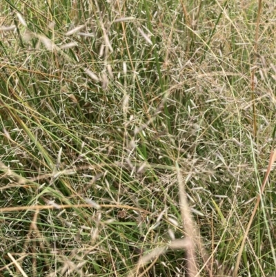 Eragrostis (genus) (A Lovegrass) at Mount Majura - 13 Mar 2024 by waltraud