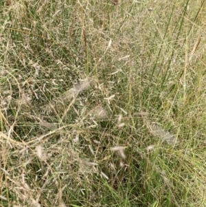 Eragrostis sp. at The Fair, Watson - 13 Mar 2024