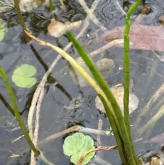 Lilaeopsis polyantha (Lilaeopsis) at QPRC LGA - 13 Mar 2024 by JaneR