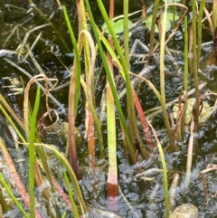 Lilaeopsis polyantha at QPRC LGA - 13 Mar 2024