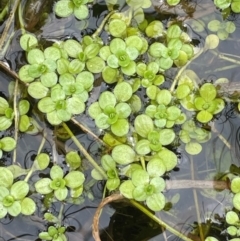 Callitriche stagnalis (Common Starwort) at Monga National Park - 13 Mar 2024 by JaneR