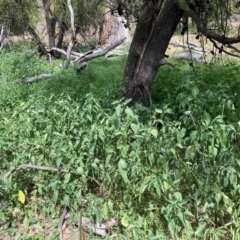 Solanum nigrum (Black Nightshade) at Watson, ACT - 13 Mar 2024 by waltraud