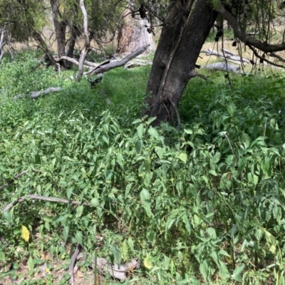 Solanum nigrum (Black Nightshade) at Mount Majura - 13 Mar 2024 by waltraud