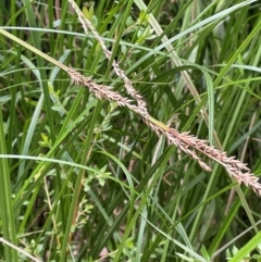 Carex appressa (Tall Sedge) at QPRC LGA - 13 Mar 2024 by JaneR
