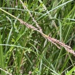 Carex appressa (Tall Sedge) at Monga, NSW - 13 Mar 2024 by JaneR