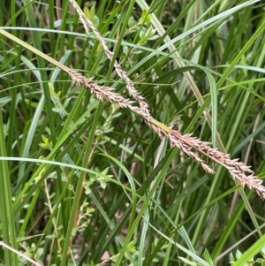 Carex appressa at QPRC LGA - 13 Mar 2024