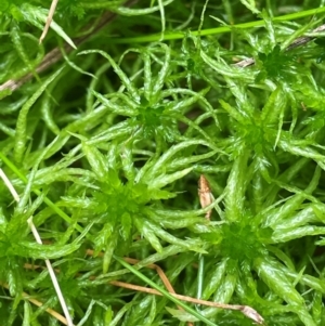 Sphagnum sp. (genus) at Monga National Park - 13 Mar 2024