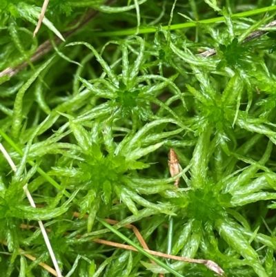 Sphagnum sp. (genus) (Sphagnum moss) at Monga, NSW - 13 Mar 2024 by JaneR