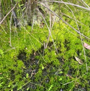 Sphagnum sp. (genus) at Monga National Park - 13 Mar 2024