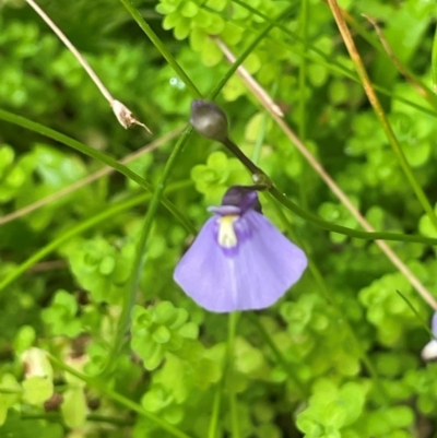 Utricularia dichotoma (Fairy Aprons, Purple Bladderwort) at Monga, NSW - 13 Mar 2024 by JaneR