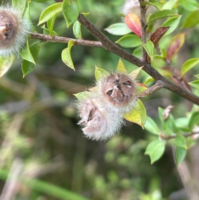 Leptospermum lanigerum (Woolly Teatree) at Mongarlowe River - 13 Mar 2024 by JaneR