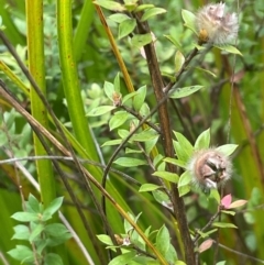 Leptospermum lanigerum at Mongarlowe River - 13 Mar 2024