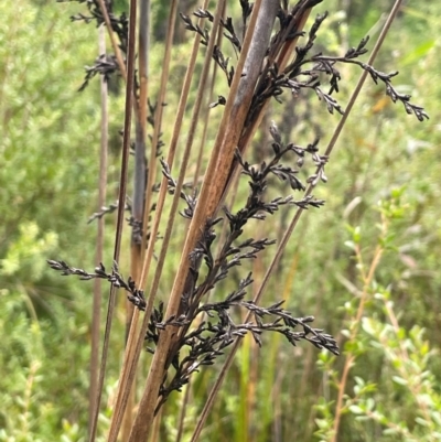 Gahnia sieberiana (Red-fruit Saw-sedge) at Monga National Park - 13 Mar 2024 by JaneR