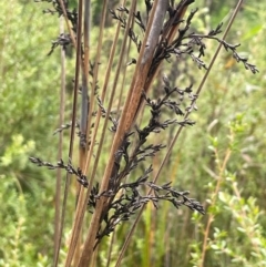 Gahnia sieberiana (Red-fruit Saw-sedge) at Monga, NSW - 13 Mar 2024 by JaneR