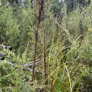 Gahnia sieberiana at Monga National Park - suppressed